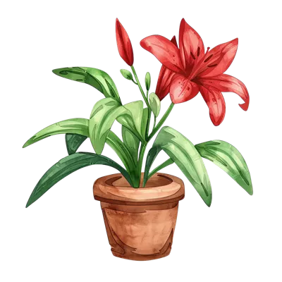عکس گل سوسن آبرنگ