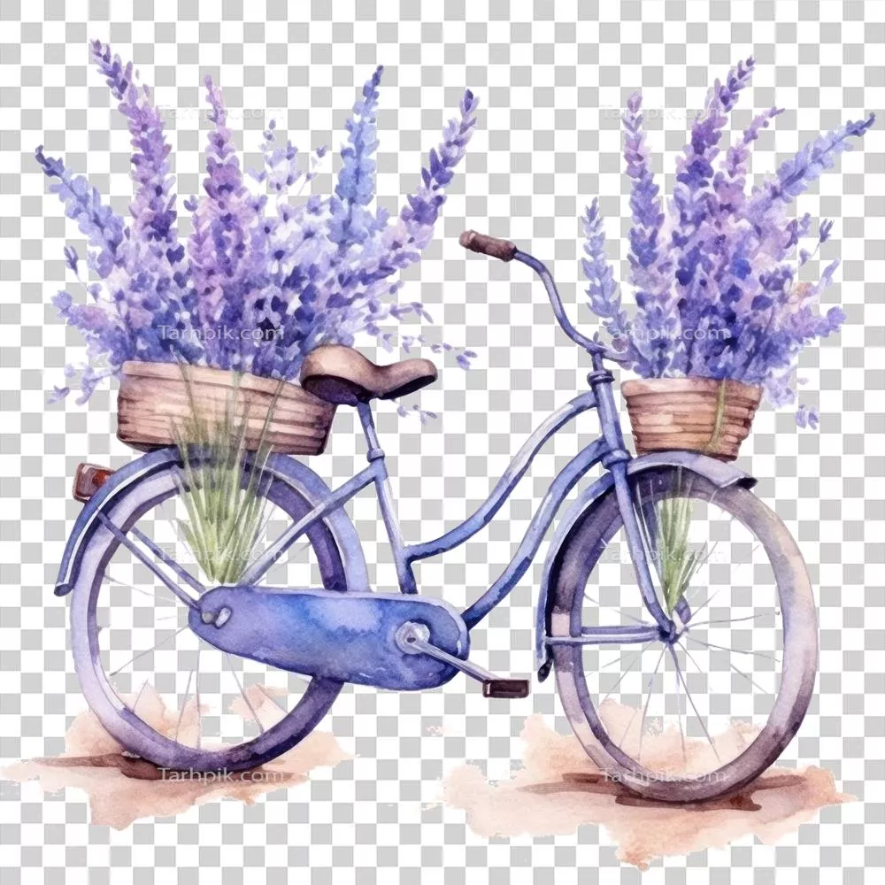 عکس دوچرخه و گل های بنفش آبرنگ