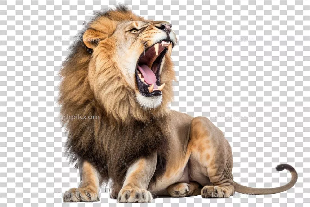 عکس دوربری غرش شیر