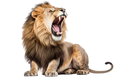 عکس دوربری غرش شیر