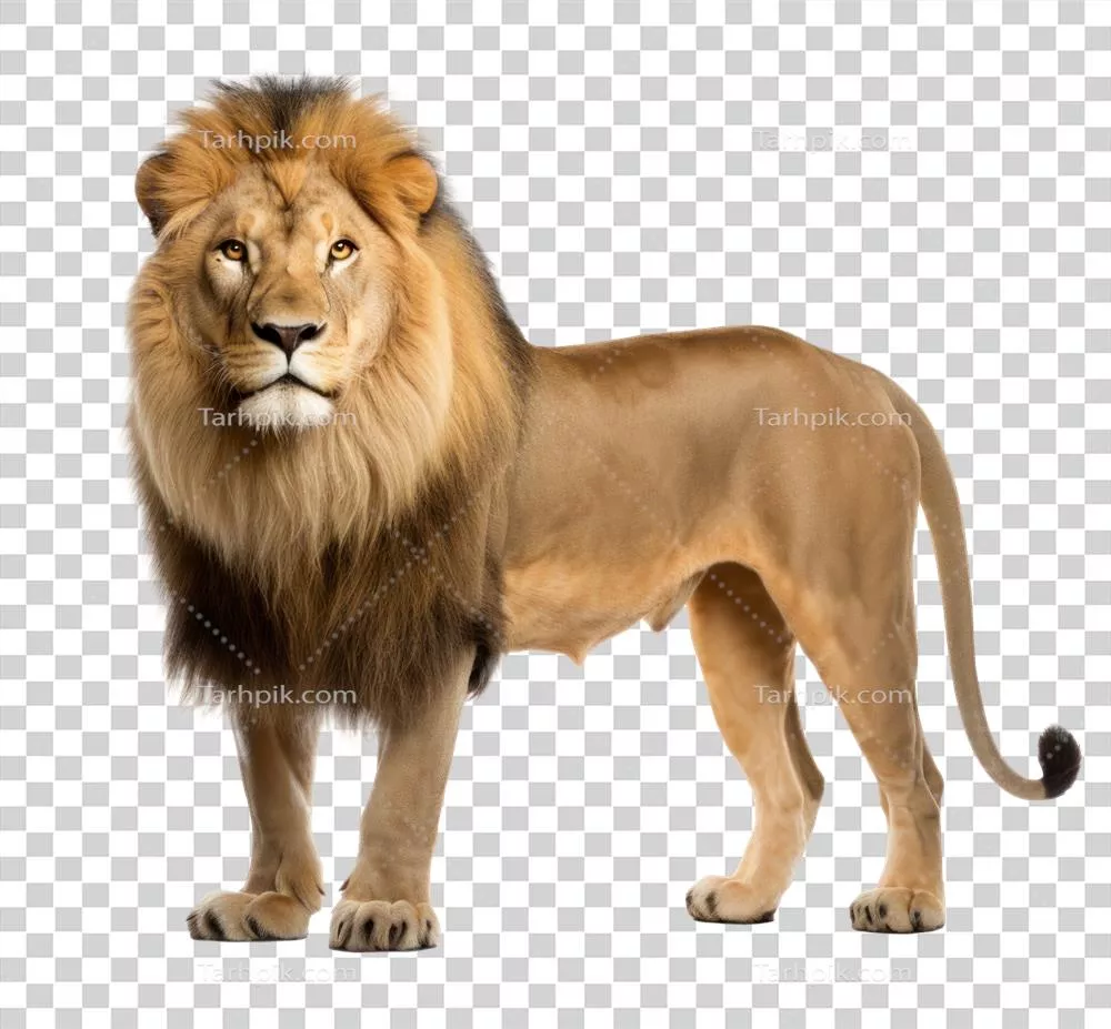 عکس شیر بدون پس زمینه