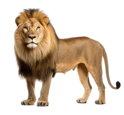 عکس شیر بدون پس زمینه