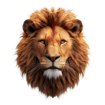 عکس سر شیر بدون بکگراند