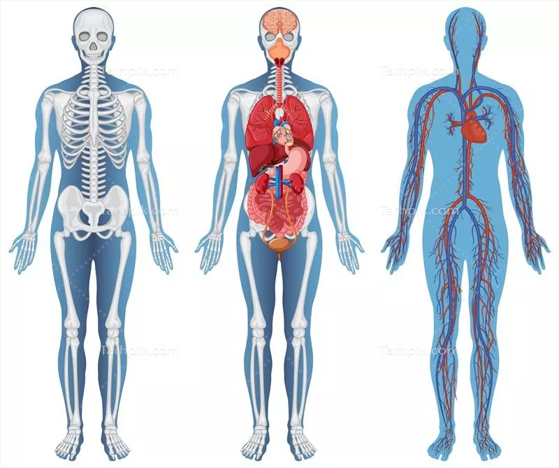 وکتور ساختار تشریحی و آناتومی بدن انسان