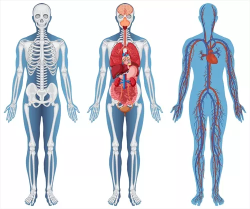 وکتور ساختار تشریحی و آناتومی بدن انسان