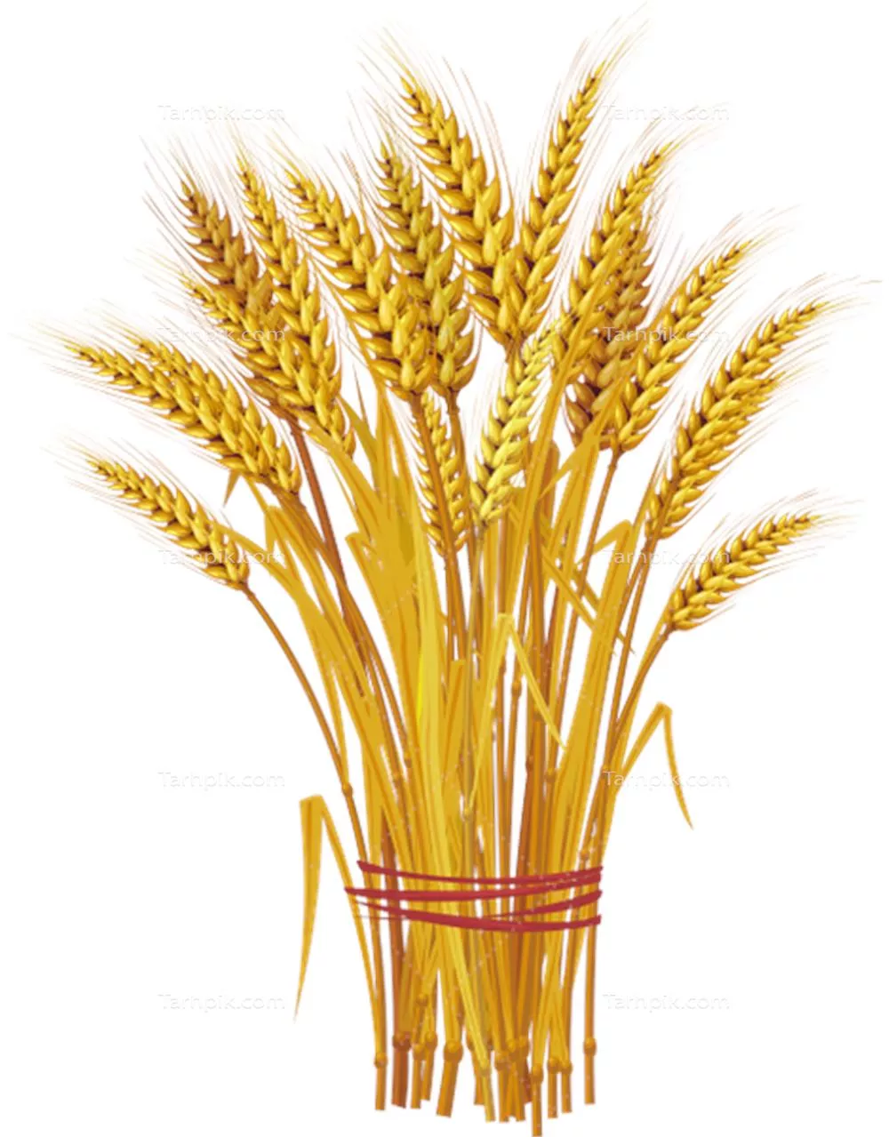 عکس دوربری شده گندم خوشه ای و طلایی