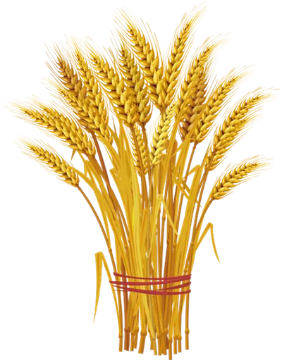 عکس دوربری شده گندم خوشه ای و طلایی