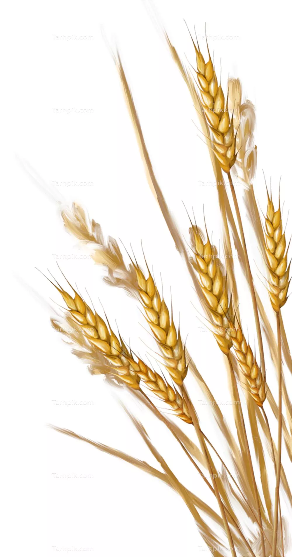 عکس خوشه گندم طلایی بدون پس زمینه
