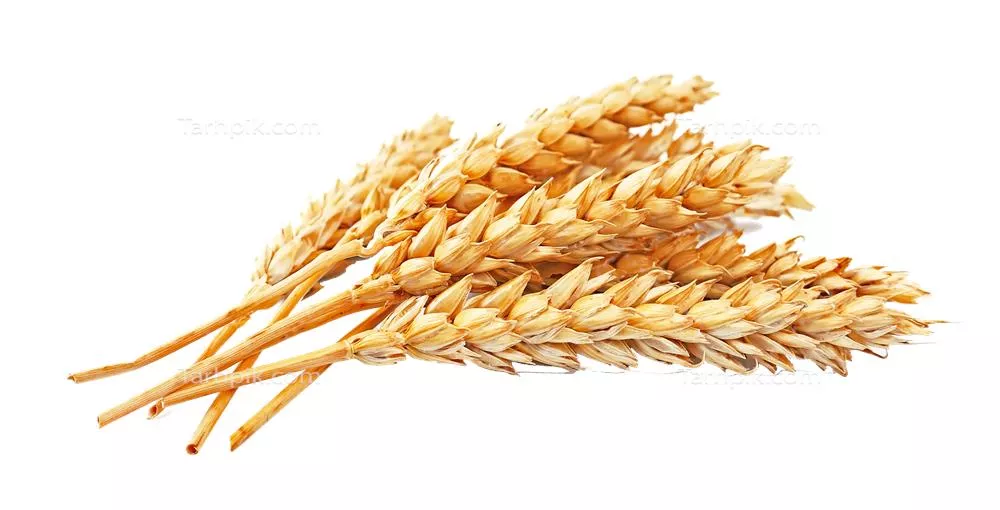 عکس دوربری شده گندم طلایی خوشه ای