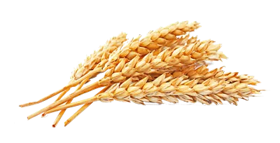عکس دوربری شده گندم طلایی خوشه ای