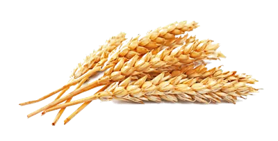عکس چند خوشه گندم طلایی کوچک