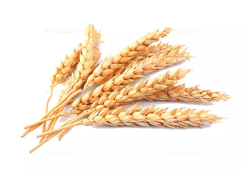 عکس گندم طلایی خوشه ای بدون پس زمینه