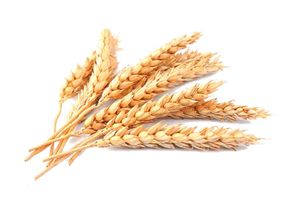 عکس گندم طلایی خوشه ای بدون پس زمینه