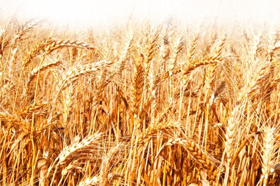 عکس دوربری شده مزرعه گندم طلایی