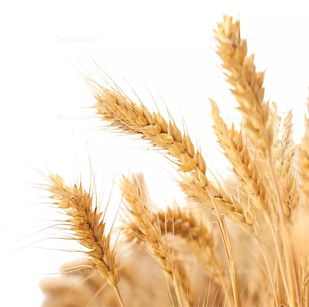 عکس دوربری شده مزرعه گندم