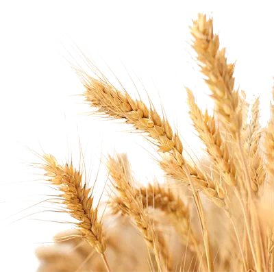 عکس دوربری شده مزرعه گندم