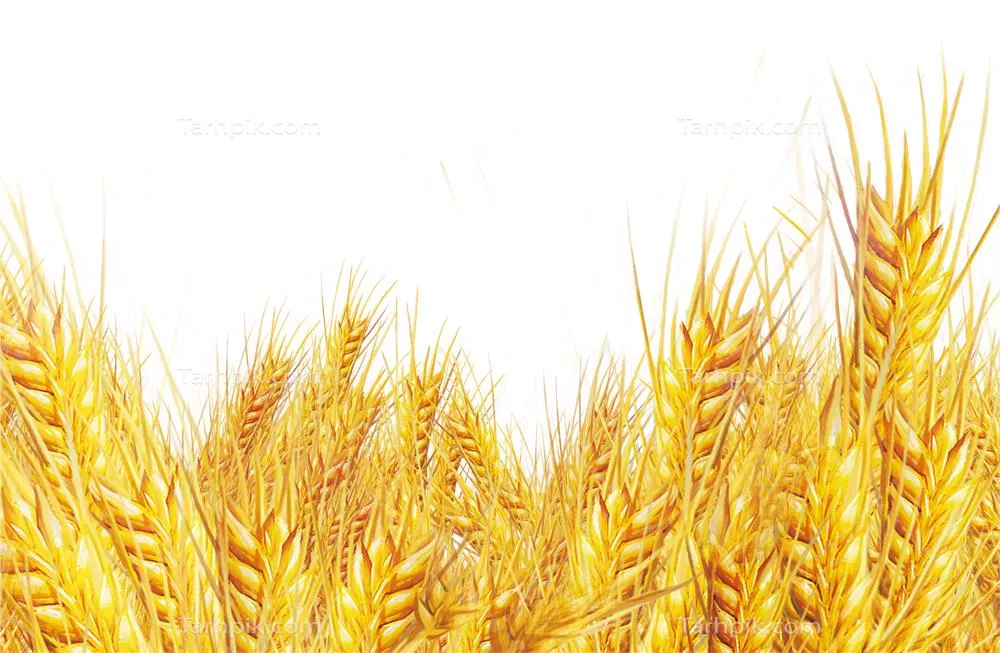 عکس بدون پس زمینه مزرعه گندم خوشه طلایی