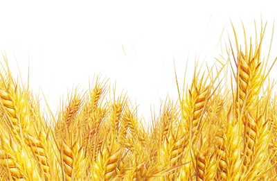 عکس بدون پس زمینه مزرعه گندم خوشه طلایی