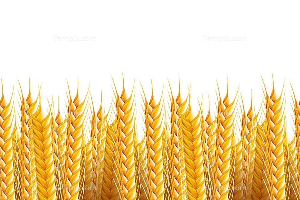 عکس مزرعه گندم طلایی بدون پس زمینه