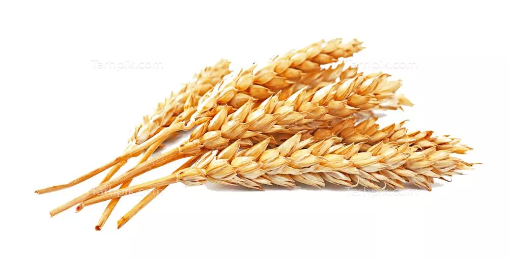 عکس خوشه کوچک گندم طلایی بدون پس زمینه