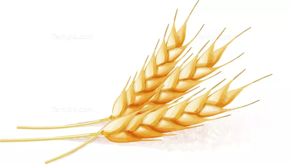 عکس دوربری شده گندم طلایی