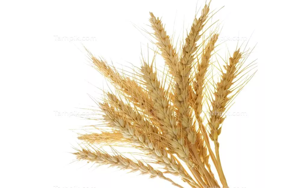 عکس خوشه گندم طلایی بصورت دوربری شده