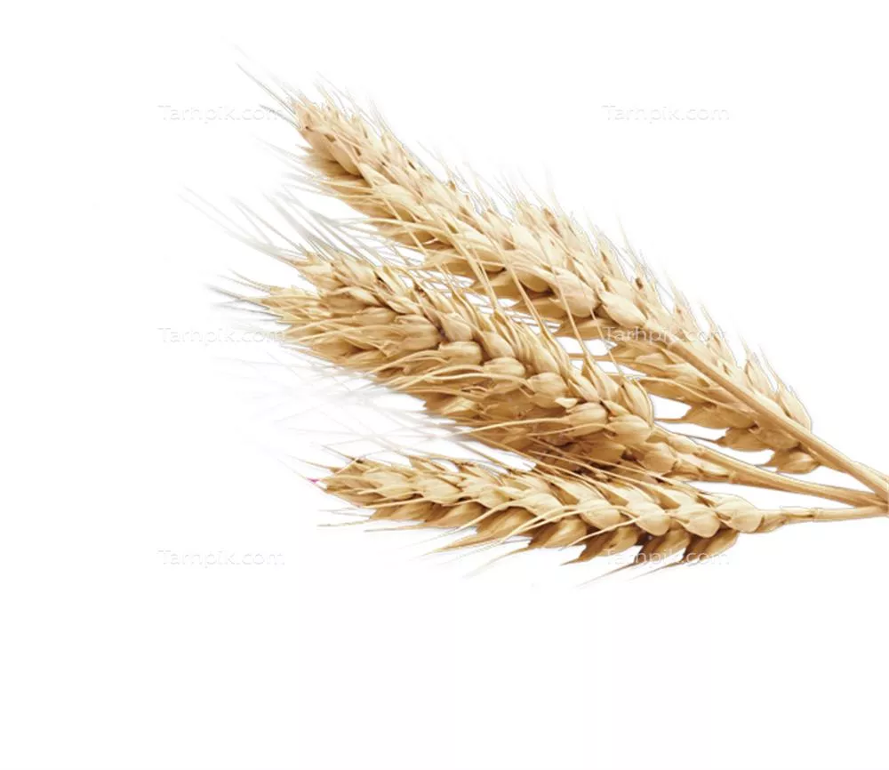 عکس بدون پس زمینه گندم خوشه ای