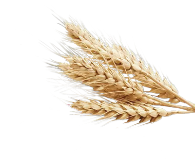 عکس بدون پس زمینه گندم خوشه ای