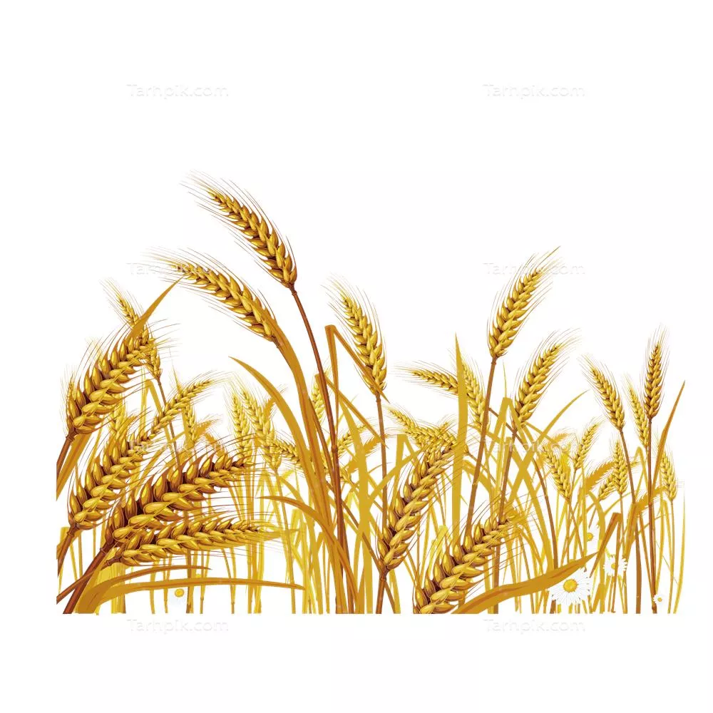 عکس مزرعه گندم طلایی نقاشی شده بدون پس زمینه