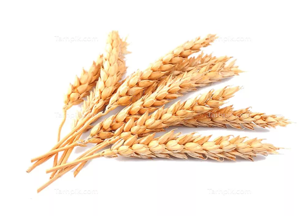 عکس بدون پس زمینه هشت خوشه گندم طلایی