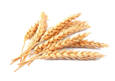 عکس بدون پس زمینه هشت خوشه گندم طلایی