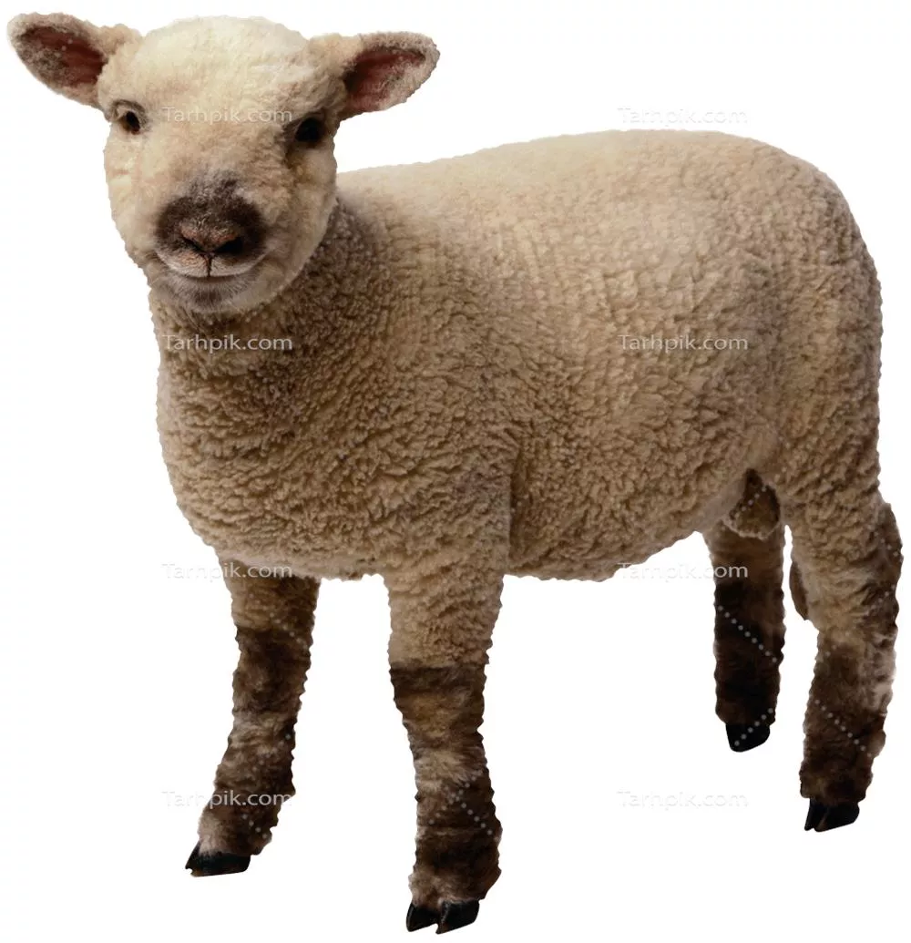 عکس دوربری شده بره