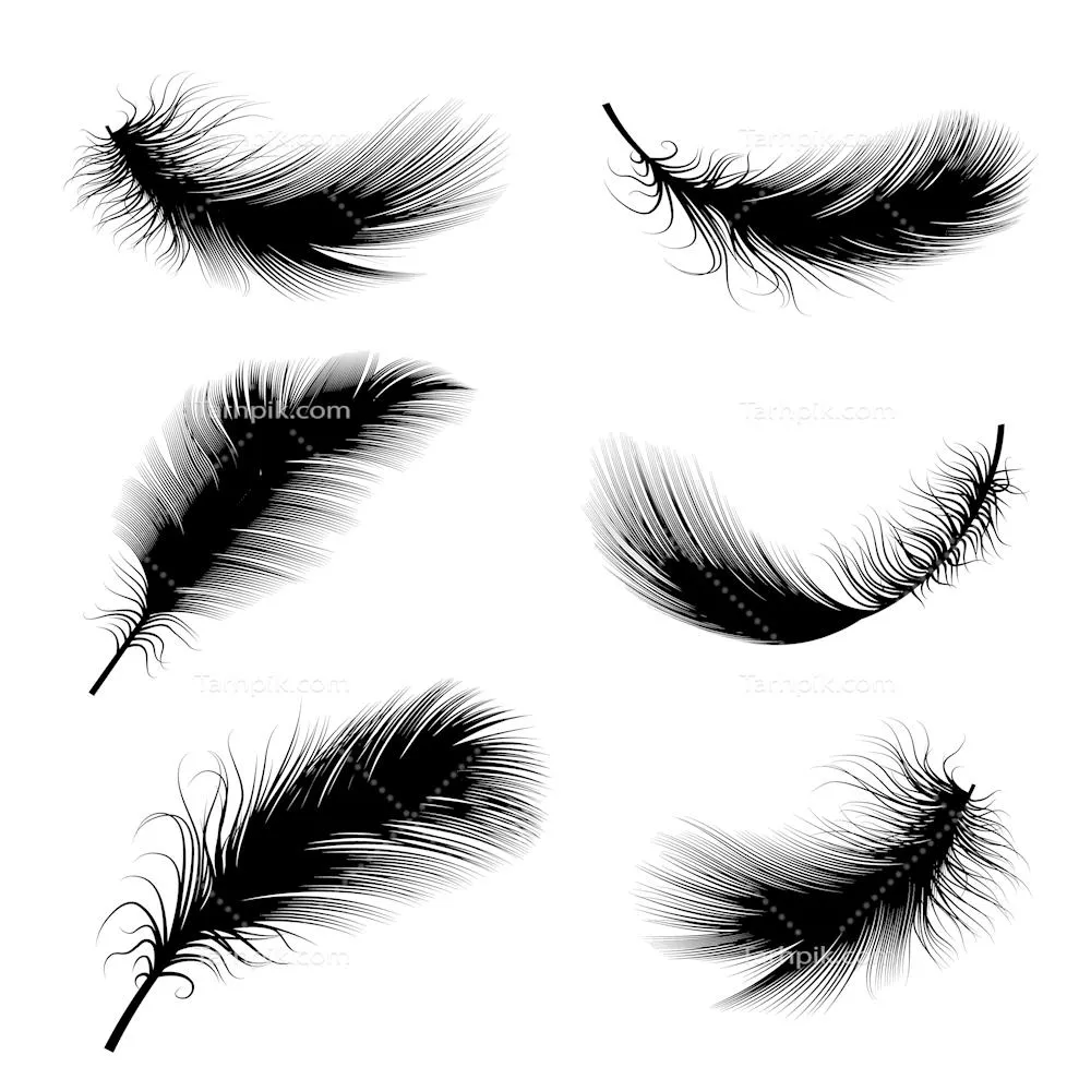 عکس دوربری طراحی پر پرنده پر شناور مشکی