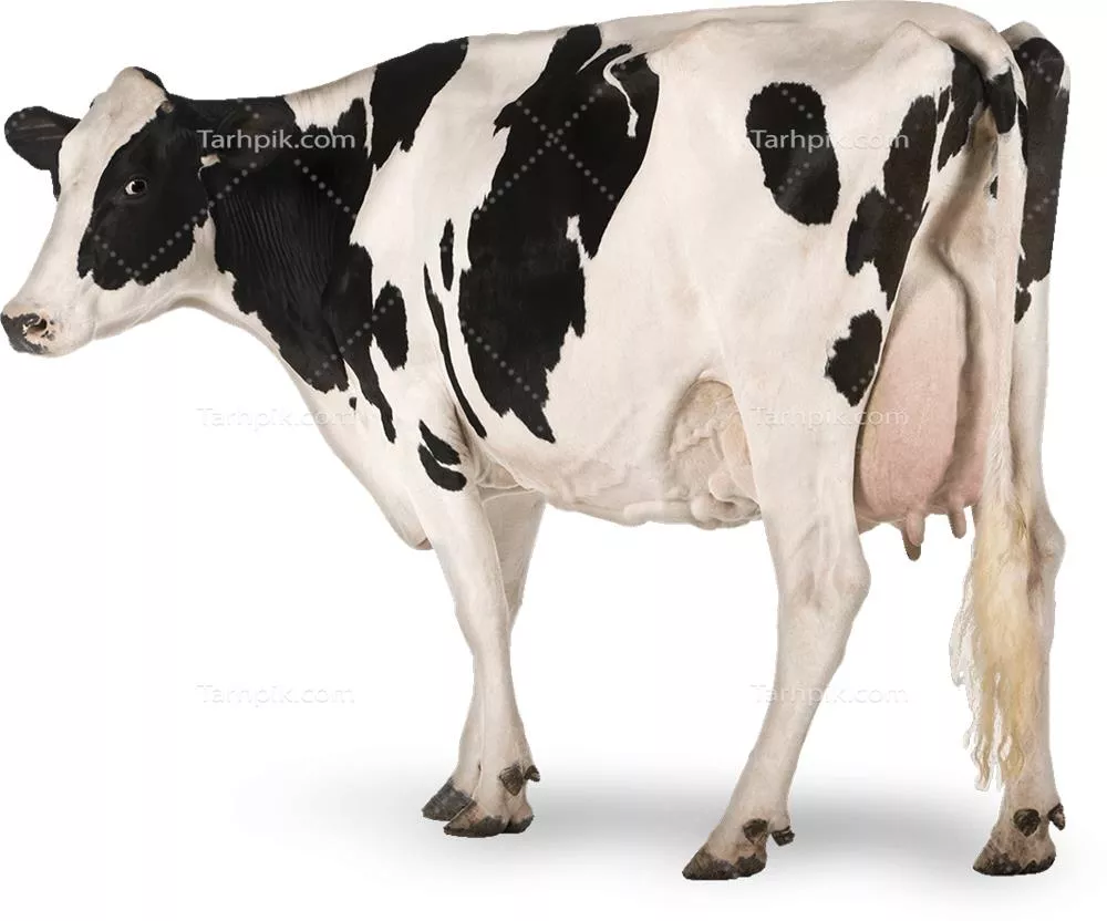 سایر تصاویر