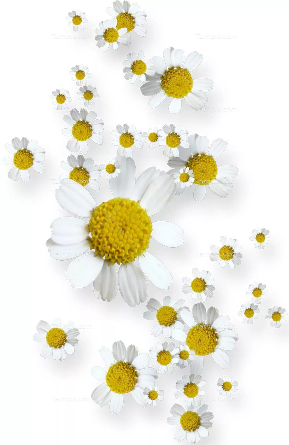 سایر تصاویر