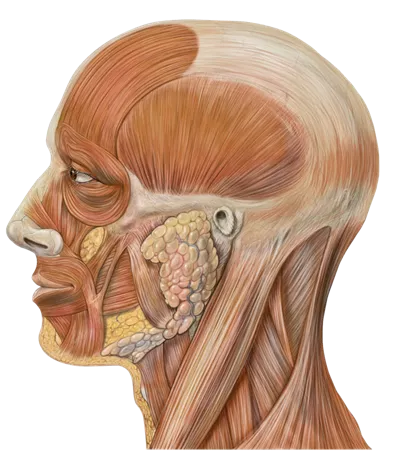 عکس دوربری آناتومی سر و گردن و عضلات صورت
