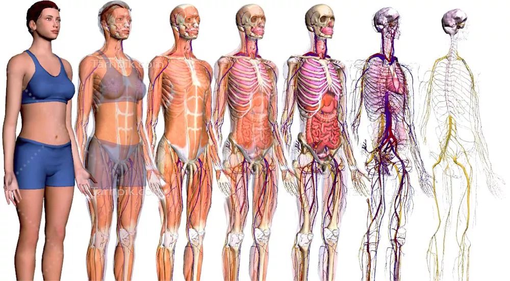 عکس دوربری آناتومی بدن انسان در چند حالت