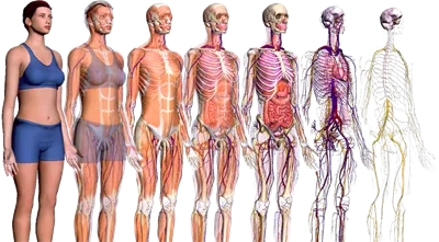 عکس دوربری آناتومی بدن انسان در چند حالت