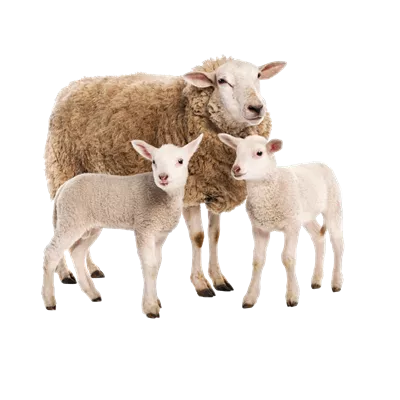 عکس دوربری شده گوسفند و بره