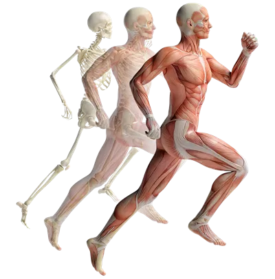 عکس دوربری شده سیستم عضلانی بدن انسان