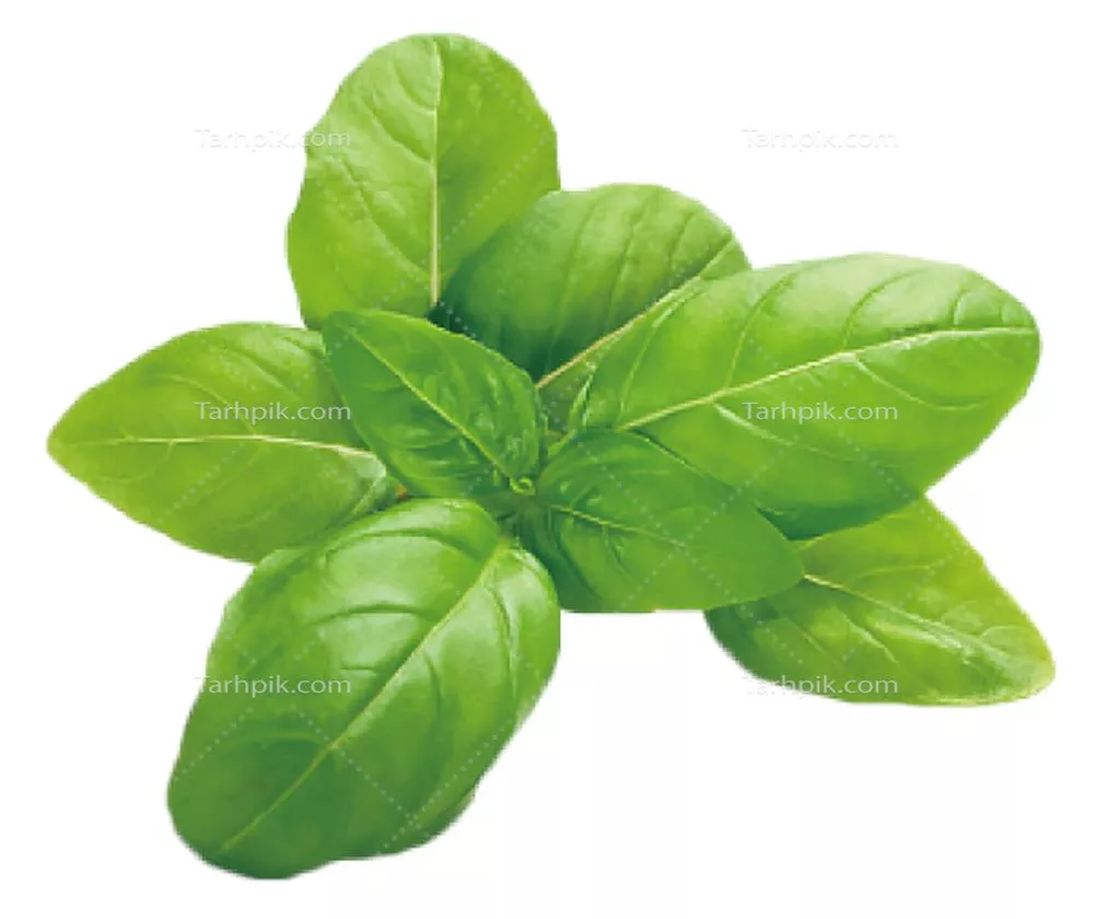 عکس دوربری برگ گیاه ریحان