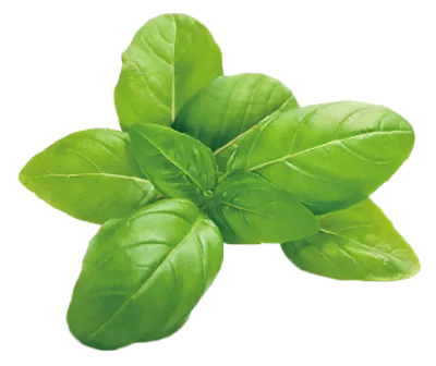 عکس دوربری برگ گیاه ریحان