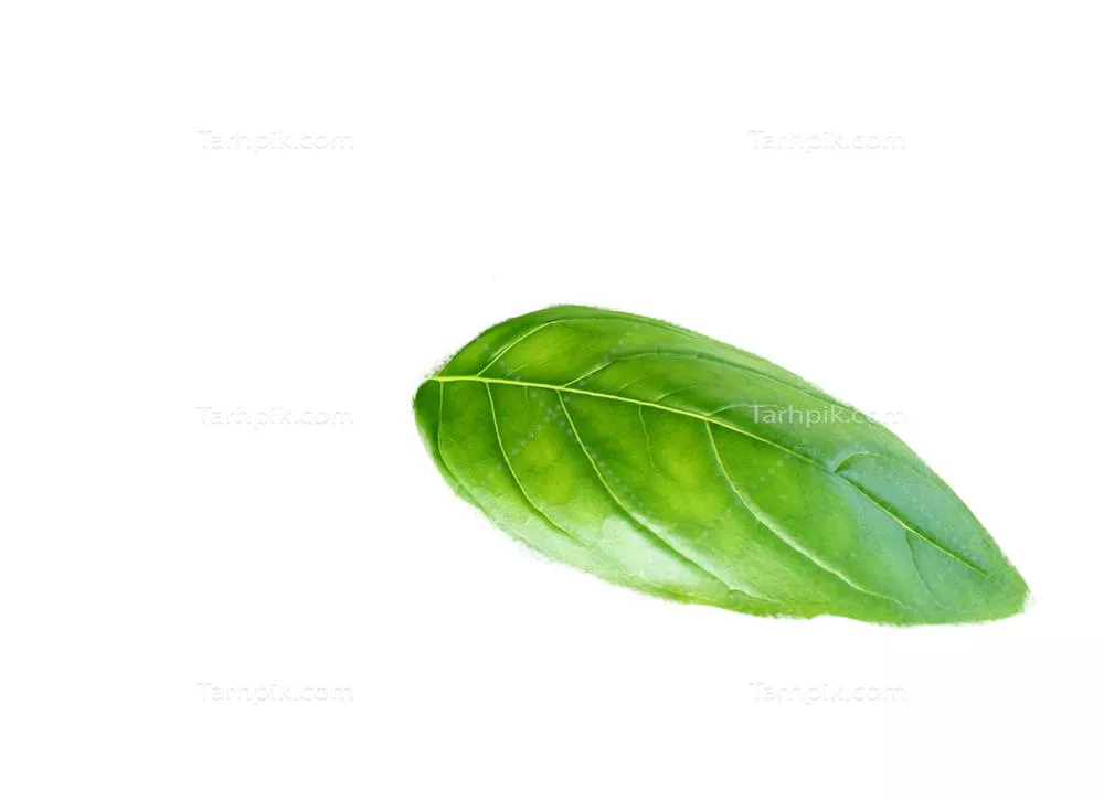 عکس بدون پس زمینه گیاه برگ ریحان