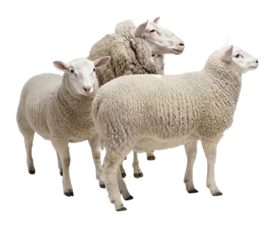 عکس دوربری شده گوسفندان