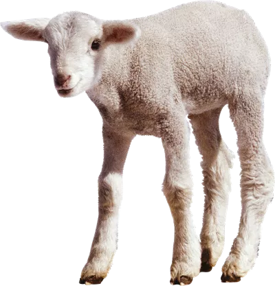 عکس دوربری شده بره کوچک