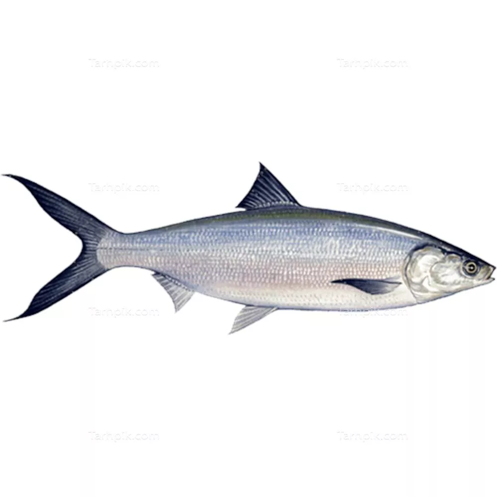 سایر تصاویر