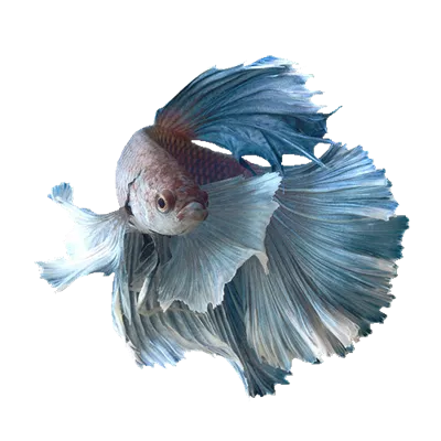 عکس بدون پس زمینه ماهی زیبا آکواریومی