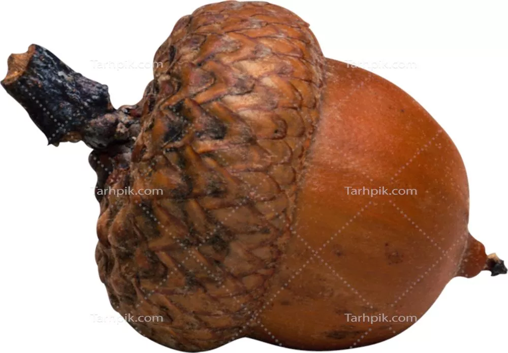 عکس دوربری دانه بلوط