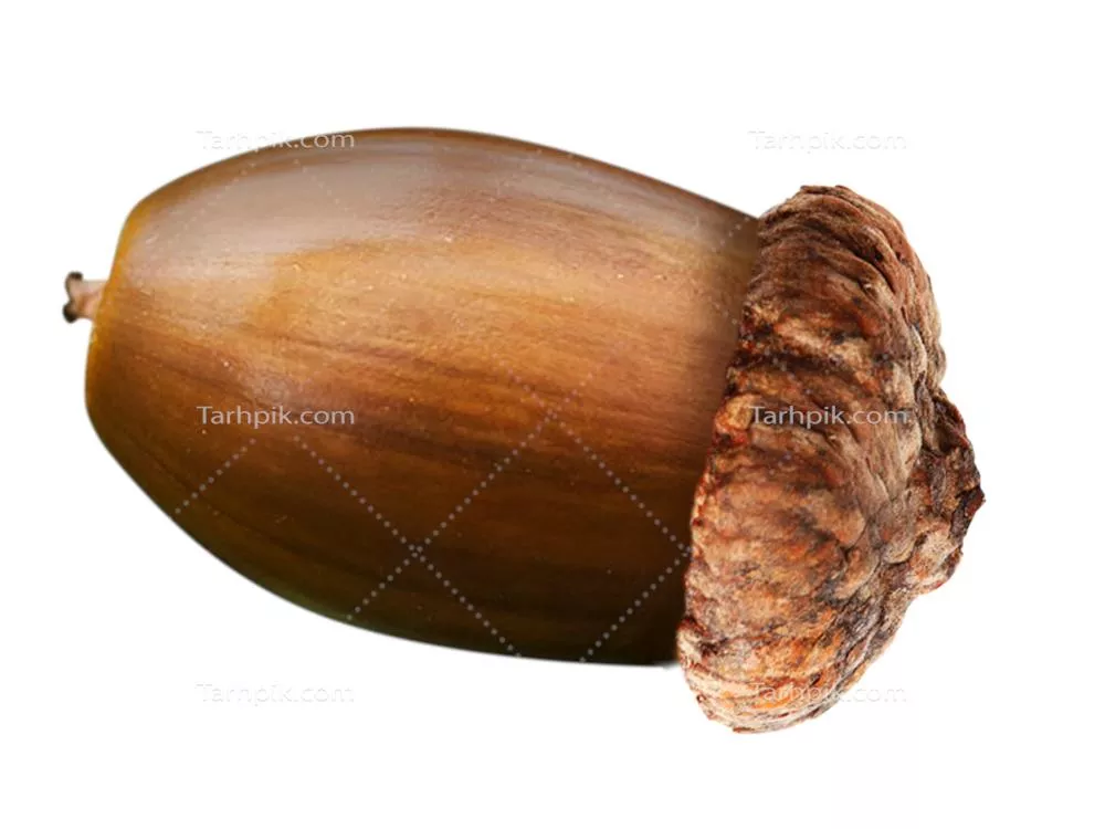 عکس بدون پس زمینه دانه بلوط