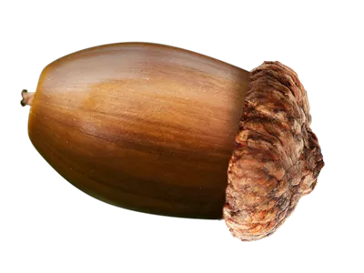 عکس بدون پس زمینه دانه بلوط
